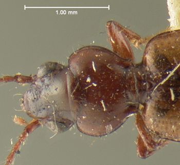 Media type: image;   Entomology 16300 Aspect: pronotum dorsal